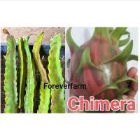 ราคา กิ่งแก้วมังกรด่าง Chimera ด่างชมพู ต้นแก้วมังกรด่าง (29082516899)