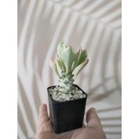 ราคา Cactus "พญานาคราชด่าง" (3741358551)