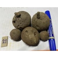 ราคา บัวบกโขดจัดเซต4-8ลูกไซส์1-6cm.บัวบกโขดจิ๋ว บัวบกโขดมีตำหนิธรรมชาติ (4747268361)