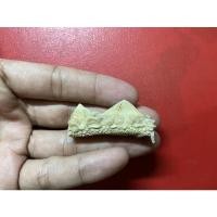 ราคา หัวกระเบนท้องน้ำ ขนาดหัว2.9เซน (19045197932)