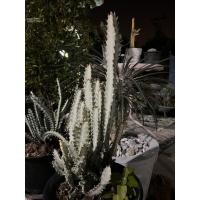 ราคา ยูโฟเบีย แลคเทีย ไวท์โกส (Euphorbia Lactea White Ghost) (24057458022)