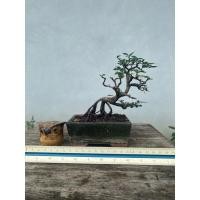 ราคา บอนไซต้นข่อย bonsai (29938883745)