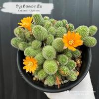 ราคา รีบูเทียดอกส้ม Rebutia Pulvinosa แคคตัส กระบองเพชร (27968579798)
