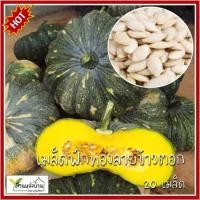 ราคา 20 เมล็ด ฟักทองลายข้าวตอก เมล็ดฟักทองลายข้าวตอก ฟักทอง เมล็ดฟักทอง (17995156850)