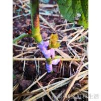 ราคา ✺ต้นองุ่น​ กิ่งป่าติดตาพันธุ์​ดี (10406309543)