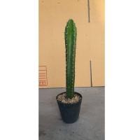 ราคา ไม้กระบองเพชร ไม้อวบน้ำ และวัสดุอุปกรณ์ (8609773078)