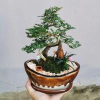 ราคา บอนไซมะสังดัด จัดกระถางเงินจีน (size M) กระถางยาว 7.5 นิ้ว (9616599094)