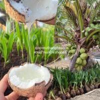 ราคา พันธุ์มะพร้าวกะทิน้ำหอม มะพร้าวกะทิน้ำหอม กะทิน้ำหอม พันธุ์ก้นจีบต้นเตี้ย ขนาดพร้อมลงปลูก 30-60 ซม. (25733933927)