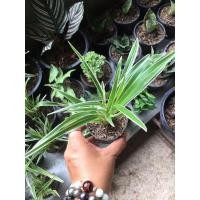 ราคา เศรษฐีเรือนนอก กระถาง3” ไม้ด่าง ไม้ฟอกอากาศ ไม้มงคล (8667830501)