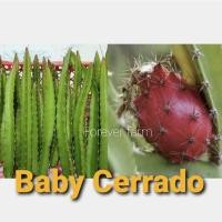 ราคา แก้วมังกร กิ่งพันธุ์แก้วมังกร Baby Cerrado (10920395422)