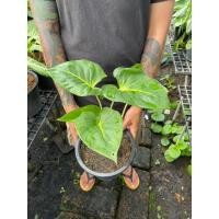 ราคา ต้นเสน่ห์จันทร์ขาวไม้มงคล (24884908581)