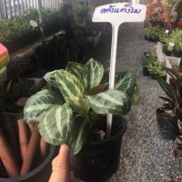 ราคา ต้นคล้าแตงโม (ค้าขายร่ำรวย) ราคา 120 บาท (4037748406)