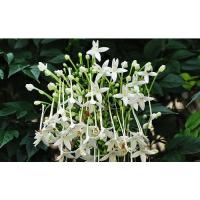 ราคา ต้นพันธุ์ปีบ ดอกสีขาว ถุงดำ 69 บาท ต้นกาสะลองต้นปีบไม้ประดับไม้มงคลให้ร่มเงาดอกหอม ดอกตากแห้งชงน้ำร้อนดื่มรสหวานดี (11959107876)