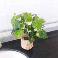 ราคา เซตต้นพลูด่าง(ต้นไม้ปลอม) (6837952711)