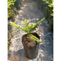 ราคา ต้นล่ำซำหรือต้นหูหนู (4986762641)