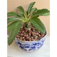 ราคา พร้อมส่ง#มะพร้าวทะเลทราย Dorstenia (24679143463)