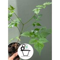 ราคา ปีบ หรือ กาซะลอง Millingtonia hortensis (43050768380)