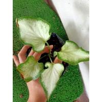 ราคา บอนสีกวนอิม กวนอิม บอนสีราชินีใบไม้ (12911536557)