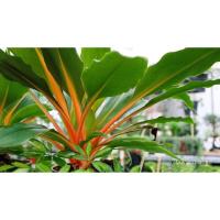 ราคา อินทรีย์็ด ใหม่็ด ง่าย เศรษฐีก้านทอง ว่านเศรษฐีก้านทอง ไม้มงคลเสริมโชคลาภ เรียกเงินเรียกทอง ในกระถาง4-5นิ้ว 19 ผั (23037853665)