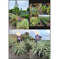 ราคา มี3สีให้เลือก อากาเว่ อะกาเว อากาเว่ปากนกแก้ว Agave Attennuata สีขาว สีเหลือง สีเขียว / ayniris (27936694852)