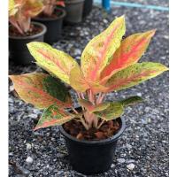 ราคา ต้นหลักทรัพย์ ไม้มงคล พุ่มขนาดเล็ก (6492515761)