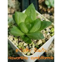 ราคา ฮาโวเทีย บัวแก้ว Haworthia cymbiformis มีบริการเก็บเงินปลายทาง (7579314264)