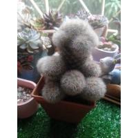 ราคา คามิเน่ในกระถาง7เซนติเมตร​ (12750403293)