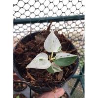 ราคา ต้นโชคเก้าชั้นด่าง/ต้นโชค9ชั้นด่าง ทักเลือกได้จร้า (13928694017)