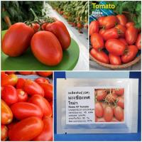 ราคา เมล็ดพันธุ์ มะเขือเทศ โรม่า (Roma VF Tomato Seed) บรรจุ 40 เมล็ด คุณภาพดี ราคาถูก ของแท้ 100% (7684664210)
