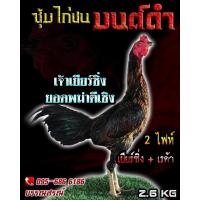 ราคา ไข่ไก่ชน ส.มีสุวรรณ100% ลูกเจ้าเยียร์ซิ่ง (18263198344)