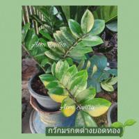 ราคา กวักมรกตยอดทอง (ต้นใหญ่) กวักมรกตด่าง (13806753076)