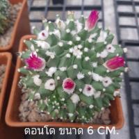 ราคา แมมปุยหิมะ อิรุซามุ Erusamu (5208078337)