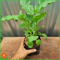 ราคา ต้นมะเขือเปราะ มะเขือเปราะ มะเขือเปราะพันธุ์เจ้าพระยา มะเขือ (5340389446)