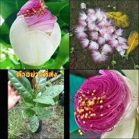 ราคา (2ต้น) ต้น ต้นจิกทะเล จิกทะเล Lecythidaceae happy (21826648577)