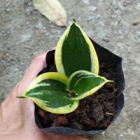 ราคา ลิ้นมังกรแคระ sansevieria black star (9422797271)