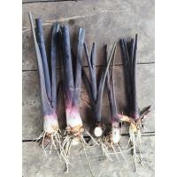 ราคา เผือกข้าวก่ำ เผือกม่วง ชุดละ5ต้นเล็ก (43272131941)