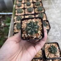 ราคา ยิมโนแม่ลูกดก มีเชื้อด่าง แม่ลูกดก ยิมโน แคคตัส กระบองเพชร (10069365905)