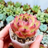 ราคา Echeveria Chihuahuaensis กุหลาบหิน ไม้อวบน้ำ กระถาง 2 นิ้ว (12496420849)