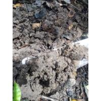 ราคา ดินก้ามปูปุ๋ยอินทรีย์ชีวภาพปุ๋ยสดๆก.กละ10บาท (20356068555)