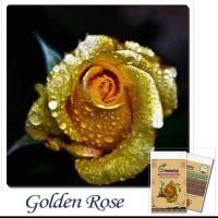ราคา เมล็ดกุหลาบ สีทอง จากต่างประเทศ (535327240)