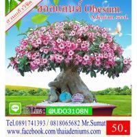 ราคา ขายเมล็ดชวนชม ฮอลแลนด์ (5555529623)