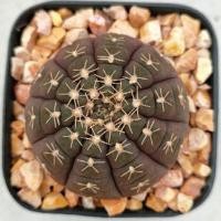 ราคา Cake Cactus Farm กระบองเพชร Gymnocalycium ragonesei ยิมโนจานบิน ผิวม่วงดำ ดอกขาว (2274951064)
