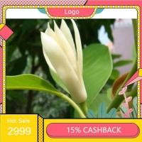 ราคา ต้นดอกจำปี 1 ชุดได้ 3 ต้น จำปีสีเหลือง​ หรือจำปีสิรินธร (25945390000)