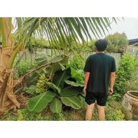 ราคา กล้วยหอมแคระ​ หน่อกล้วยหอมแคระ​ 1​ หน่อ​ ลูกกินได้ (19556860423)