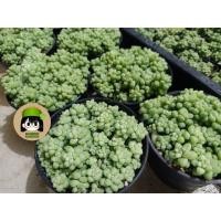 ราคา ต้นรวงข้าว ต้นหางกระรอก ต้นหางลา (Sedum morganlanum) (21071890450)