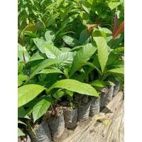 ราคา ต้นกล้าจิกเศรษฐี ความสูง 20-30 เซน (13338265435)