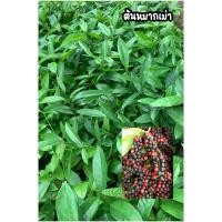 ราคา ต้นมะเม่า หรือ เม่าอีสาน (27707094522)