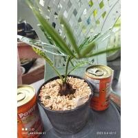 ราคา ปรงเขาชะเมา หมายเลข 5 [ส่งทั้งกระถาง ขนาดหัว ~3 เซนติเมตร] ไม้จิ๋ว ไม้โขด ไม้มงคล Minimal ตกแต่งสวน (4753614479)