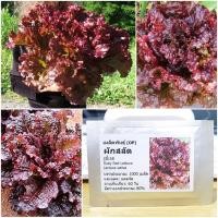 ราคา เมล็ดพันธุ์ ผักสลัด รูบี้เรด Ruby Red Lettuce Seed บรรจุ 1000 เมล็ด คุณภาพดี ของแท้ 100% (2475219446)