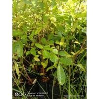 ราคา ต้นมะตูมซาอุหรือต้นมะตูมแขกขายเป็นชุด 4 ถุง 100 บาท (11853094332)